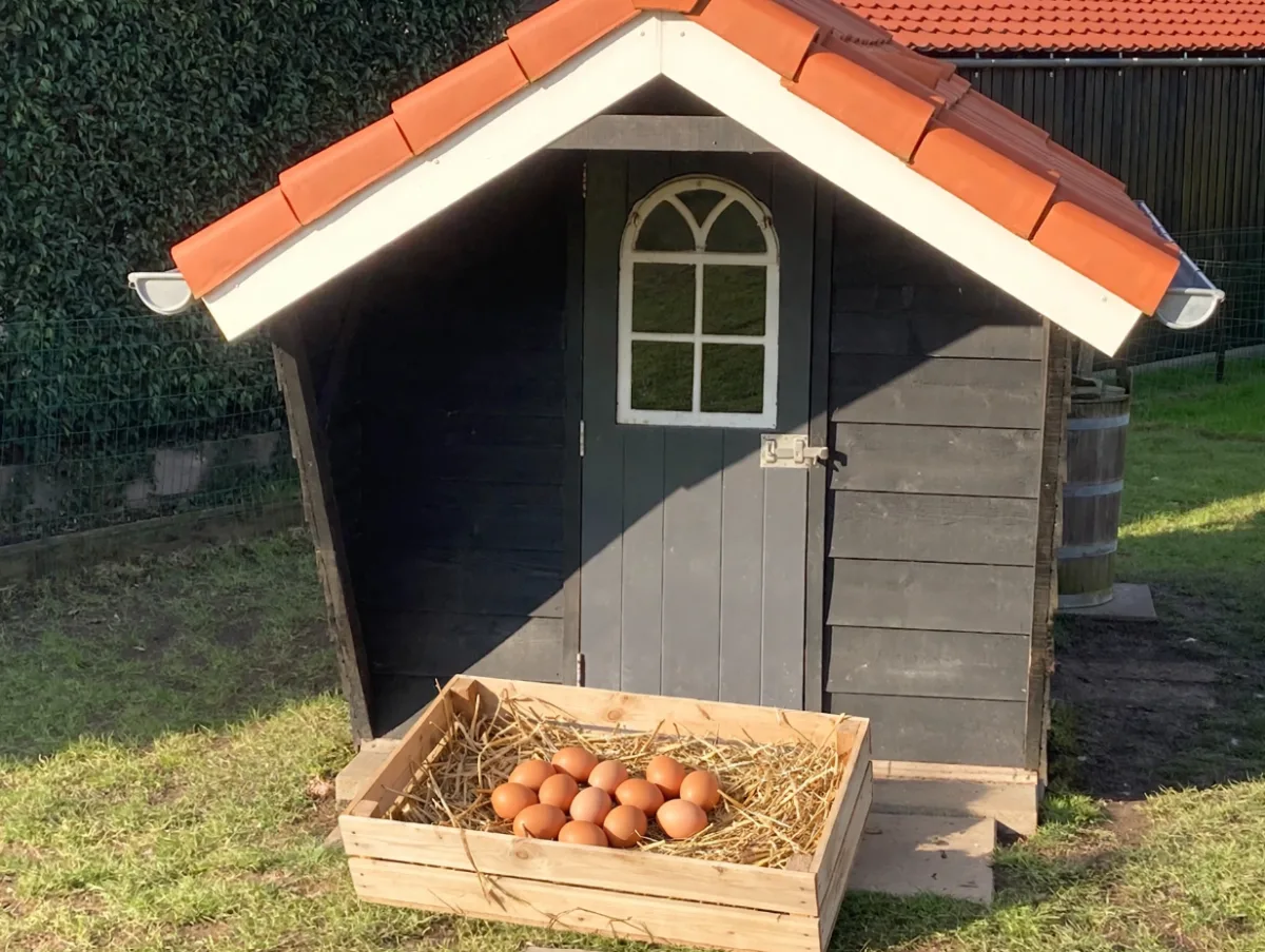 Foto van Broedeieren - Barnevelder dubbelgezoomd (Groot)