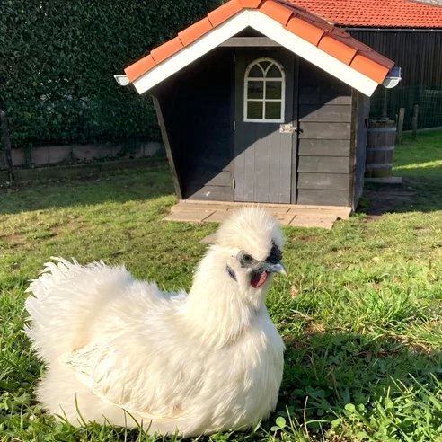 Foto van USA Zijdehoen