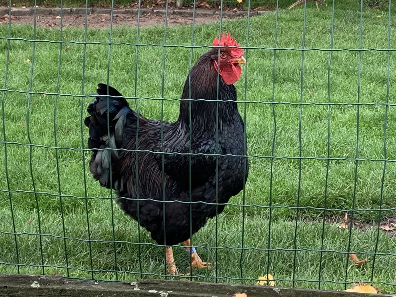 Foto van Barnevelder dubbel gezoomd - Groot