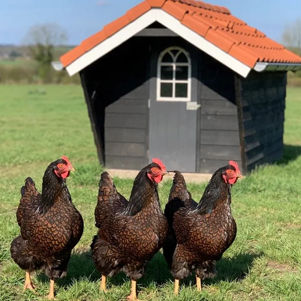 Foto van Barnevelder dubbel gezoomd - Groot