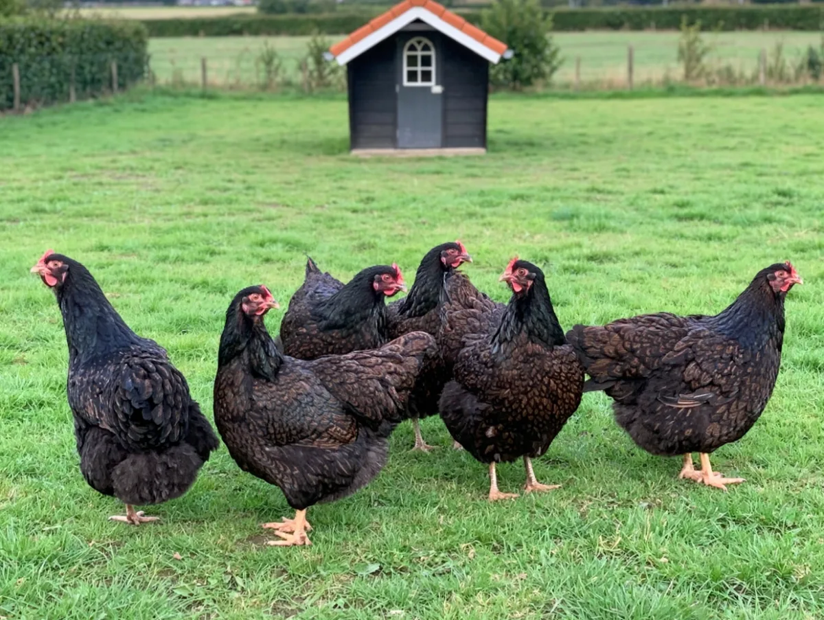 Foto van Barnevelder dubbel gezoomd - Kriel