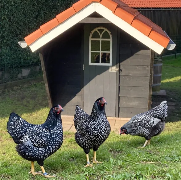 Foto van Barnevelder dubbel gezoomd - Kriel 