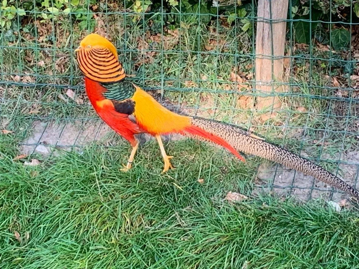Foto van Broedeieren - Goudfazant